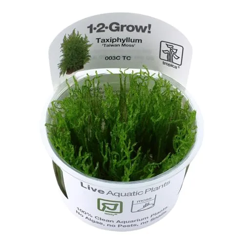 Tropica Taxiphyllum 'Taiwan Moss' 1-2-Grow! In Vitro von TROPICA