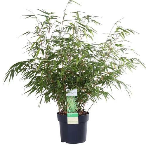 Produktbild Hoogeveen Fargesia Rufa - 60 cm, Ø19 cm