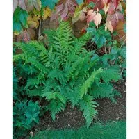 Polystichum Setiferum Prolif.Dahlem Schildfarn Ca. 9x9 cm Topf