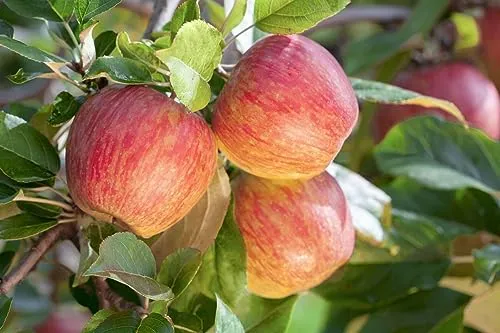 Malus 'Gala' Apfelbaum - Rote Früchte für kleine Gärten - Obstsamen & -pflanzen, pflegeleichter Apfelbaum mit süßen, roten Äpfeln, ideal für frische Snacks und dekorative Akzente im Garten.