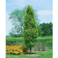Produktbild Carpinus betulus 'Lucas'