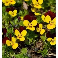 Produktbild Hornveilchen Jackanapes - Viola cornuta