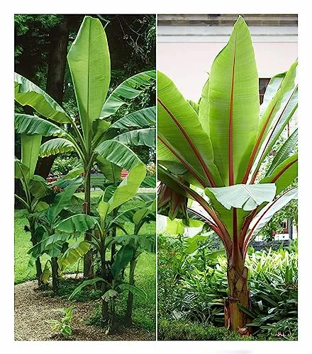 BALDUR-Garten Bäume von BALDUR-Garten