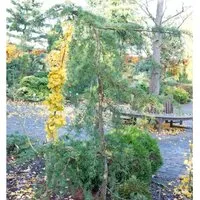 Hänge-Himalaya Zeder 80-100cm - Calocedrus deodara