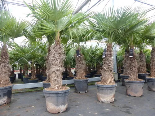 Stück im Palmenset Trachycarpus fortunei - 2 Stück Trachycarpus Fortunei Set - winterharte Hanfpalme bis -18°C, ideal für Garten und Terrasse, mit kräftigen Stämmen und erstklassiger Qualität.