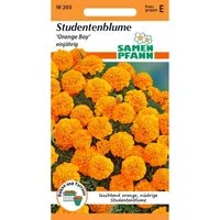 SAMEN PFANN Tagetes Orange Boy