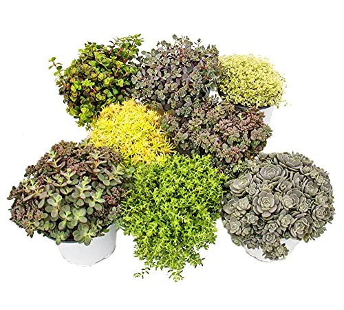 Exotenherz - 8 Winterharte Sedum-Pflanzen - Blumensamen & -pflanzen, pflegeleichte Mischung aus 4 Sedum-Arten mit einem abwechslungsreichen Farbspiel, ideal für Balkonkästen und Schalenbepflanzungen.