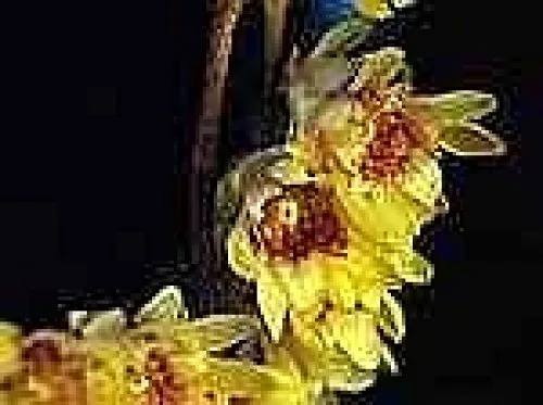 Chimonanthus praecox - Winterorchidee - Chinesische Winterblüte 30-40cm