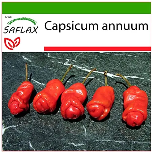 SAFLAX - Chili - Peter Peppers Penis Chili - 10 Samen - Mit keimfreiem Anzuchtsubstrat - Capsicum annuum