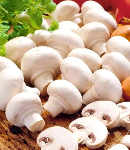 BALDUR Garten Weiße Edel-Champignons Kulturset - Anzuchtset für Blumen & Kräuter, ganzjähriger Anbau von ertragreichen, pflegeleichten Champignons für Küche und Balkon, inklusive allem Notwendigen.