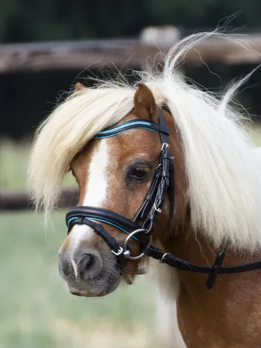 Busse Trense LITTLE in schwarz von Busse