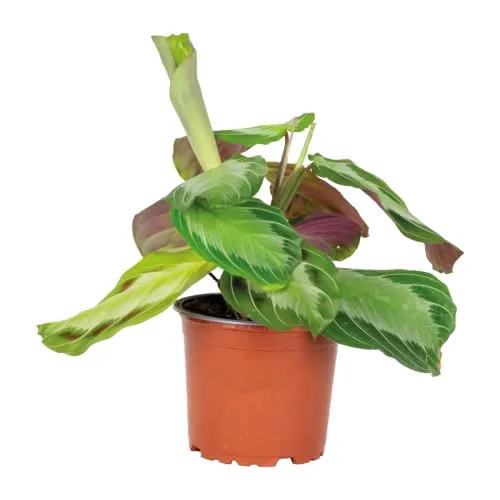 Bloomique - Maranta Silverband - Gebetspflanze - Zimmerpflanzen - Luftreinigend - Höhe 10-15 cm - Topf 12 cm