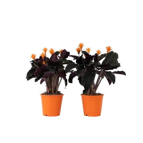 Plant in a Box - Calathea Crocata 2er Set - Luftreinigende Zimmerpflanze - Garten-Zubehör mit schönen, gekräuselten Blättern und luftreinigender Wirkung. Ideal für ein gesundes Raumklima, Höhe 40-50cm im stabilen Versandkarton.