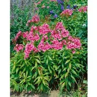 Phlox paniculata 'Windsor' – Hohe Flammenblume, rosa - Die Phlox paniculata 'Windsor' begeistert mit üppigen Blütendolden in sattem Rosa. Ideal für Beete und als Schnittblume, sorgt sie von Juli bis September für farbenfrohe Akzente und duftende Frische.