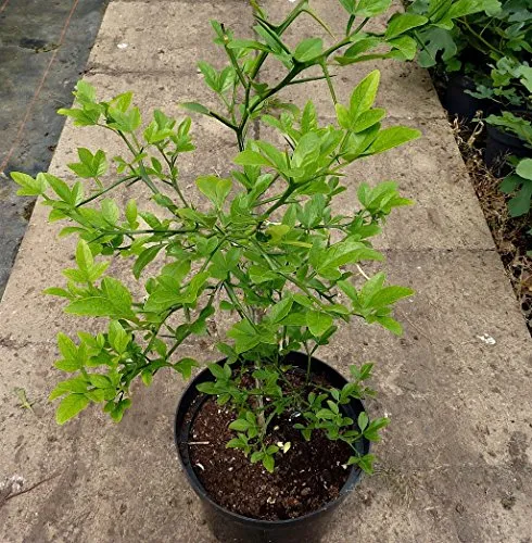 Dreiblättrige Orange, Bitterorange, Poncirus trifoliata, ca. 60-70 cm, frosthart, im 3,5 L. Topf