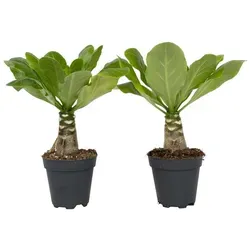 Plant in a Box - Brighamia Insignis - Vulkanpalme 2er Set - Garten-Zubehör: Einzigartige Hawaii Palme, die endemisch ist und durch spezielle Anbautechniken gerettet wurde. Lieferung in stabilen Töpfen mit 25-35cm Höhe, ideal für Pflanzenliebhaber.