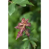 Acer Campestre Feldahorn 40–60 cm