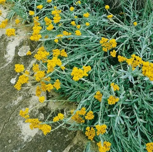 Helichrysum thianshanicum 'Goldkind' ca. 9x9 cm Topf - Strohblume, goldgelbe Blüten, ideal für Steingärten, trockenheitsresistent, pflegeleicht