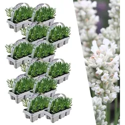 Weißer Duft-Lavendel 72 Lavendel Pflanze angustifolia | Lavendelpflanzen winterhart | echter lavendel | Gartenpflanzen | 72 x Ø7 cm | 15 cm