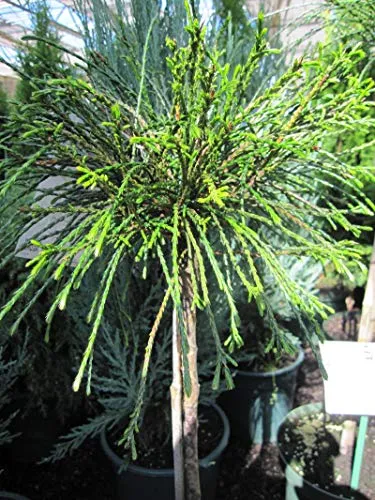 Thuja plicata Whipcord von Baumschule