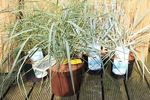 Amerikanischer Strandhafer Ammophila breviligulata von Baumschule