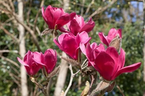 Magnolia 'Vulcan' - Tiefrote Blüten für Ihren Garten - Die Magnolia 'Vulcan' begeistert mit tiefroten Blüten und ist ideal für sonnige bis halbschattige Standorte. Pflegeleicht und winterhart bis -20 °C, sorgt sie für einen spektakulären Farbakzent in Gärten und Parks.