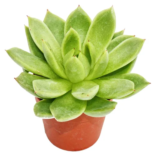Echeveria agavoides - mittelgrosse Pflanze im 8,5cm Topf