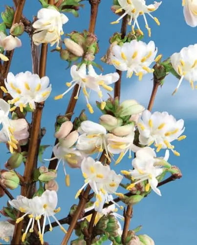 Lonicera purpusii 'Winter Beauty' 40–60 cm – Winterhart, Mehrjährig & Pflegeleicht – Duft-Heckenkirsche – Zierstrauch für Garten & Terrasse