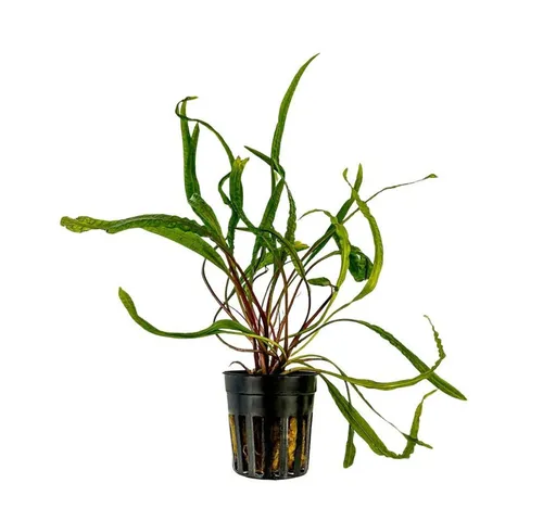 Pflanzen Braun von AquaOne