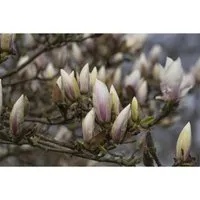 Magnolia soulangiana 'Alba Superba' - Weiße Tulpen-Magnolie, 100-120 cm - Baumsamen & -pflanzen mit großen, weißen Blüten, ideal für Solitärstellung. Pflegeleicht und winterhart bis -20 °C, perfekt für farbenfrohe Akzente im Frühling.