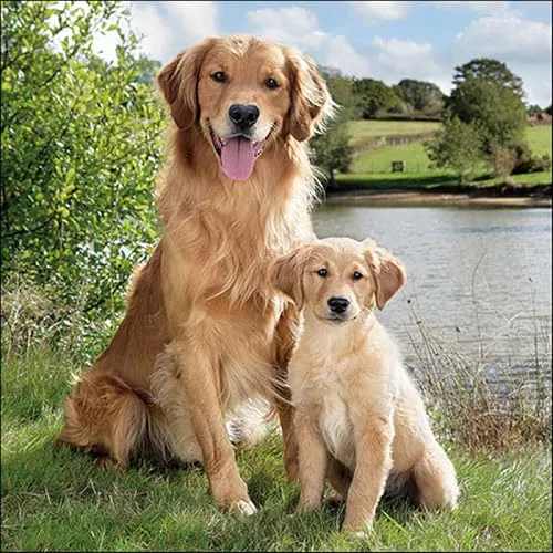 Ambiente Golden Retriever - Servietten 33x33 cm