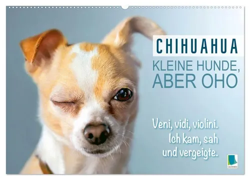 Calvendo Chihuahua: Kleine Hunde, aber oho – Wandkalender 2026 - Entdecken Sie die charmanten Chihuahuas in diesem hochwertigen Wandkalender. Ideal für Tierliebhaber, bringt er Farbe und Freude in Ihr Zuhause.