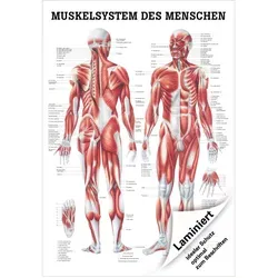 Menschliches Muskelsystem Lehrtafel 100x70 cm von Rdiger- Anatomie GmbH