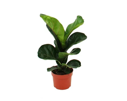 Exotenherz Zimmerpflanze Ficus lyrata, Geigenfeige 12cm Topf