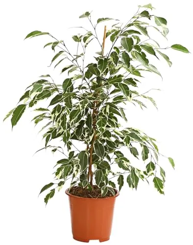 Dehner Birkenfeige Forever, Ficus benjamina, im Sortenmix, 50-60 cm inkl. Pflanztopf, Ø Topf 14 cm, Zimmerpflanze