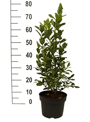 Heidelbeere `Jersey´, Vaccinum corymbosum, ca. 60-80cm im 3LTopf