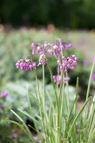 Allium cernuum 'Hidcote' - Nickender Lauch im Topf - Eleganter Zierlauch mit zarten rosa Blüten, ideal für sonnige Beete und Kübel. Pflegeleicht und winterhart, bringt er Farbe und Struktur in Ihren Garten.