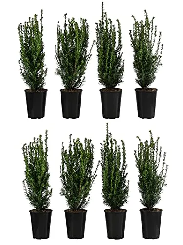 Dehner Becher-Eibe Hillii, für 2 Meter Hecke, ca. 60-70 cm, 8 x 4 l Topf | Taxus media, immergrüne Heckenpflanze, schnittverträglich, für sonnige bis schattige Standorte