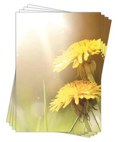Motivpapier Briefpapier Frühling Löwenzahn-5174 DIN A4 (100 Blatt) Butterblume