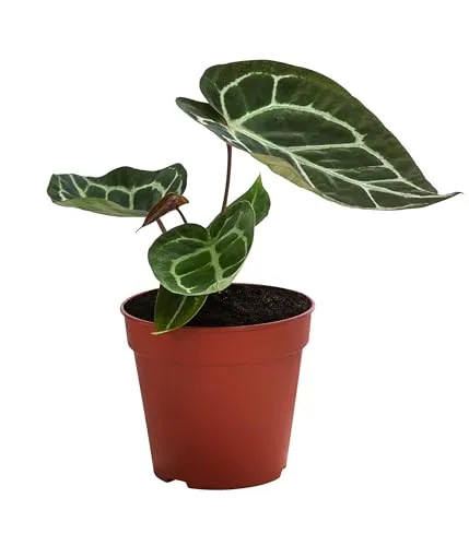 Dehner Herzblattblume, Anthurium crystallinum, pflegeleicht, ca. 25 cm, Ø Topf 12 cm, Zimmerpflanze