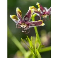 Periploca graeca - Griechische Schlingpflanze, winterhart und pflegeleicht - Blumen & Pflanzen: Dunkelviolette Blüten ziehen Bienen und Schmetterlinge an, ideal für sonnige Standorte und Pergolen. Winterhart bis -20 °C, perfekt für Gartenanfänger.