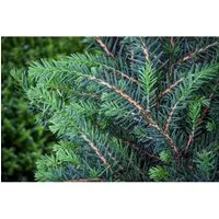 Produktbild Pflanzen für Dich Konifere Picea omorika Zuckerhut