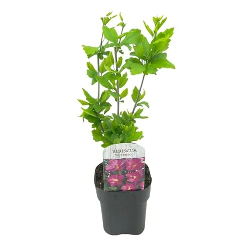 GreenboutiQ - Sträucher - Hibiscus syriacus Woodbridge - Blüte Rosa - 1 Pflanze - Laubabwerfend - Pflegeleicht - Topf 17cm Höhe 45cm