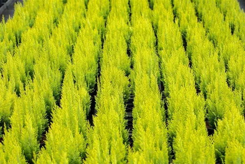 Chamaecyparis lawsoniana 'Ivonne' 100-125 cm - Edle Scheinzypresse für Ihren Garten - Die Lawson-Scheinzypresse ‘Ivonne’ begeistert mit goldgelbem Laub und eleganter Wuchsform. Ideal als Solitär oder Hecke, robust und pflegeleicht, bringt sie Farbe und Struktur in jeden Garten.