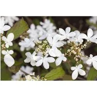 Viburnum Plicatum 'Watanabe'