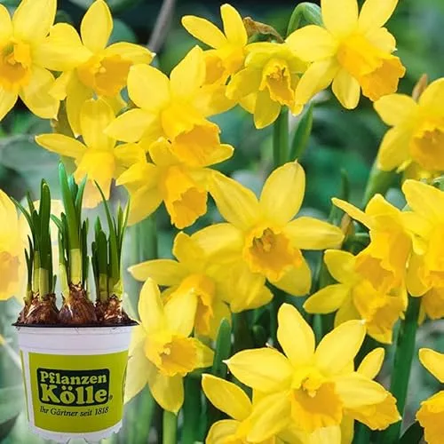 Narzisse 'Tête-à-Tête' gelb, vorgetrieben, Topf-Ø 9 cm, 12 Pflanzen