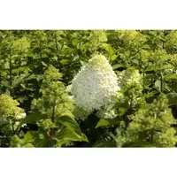 Hydrangea Paniculata Rispenhortensie Hercules 40-60 cm - Blühende Zimmerpflanzen, pflegeleichte Rispenhortensie mit großen cremeweißen Blüten, die im Herbst rosa färben und bis zu 250 cm hoch werden kann.