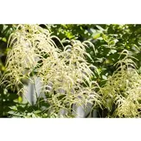 Astilbe Thunbergii Van Der Wielen Prachtspiere Ca. 9x9 cm Topf