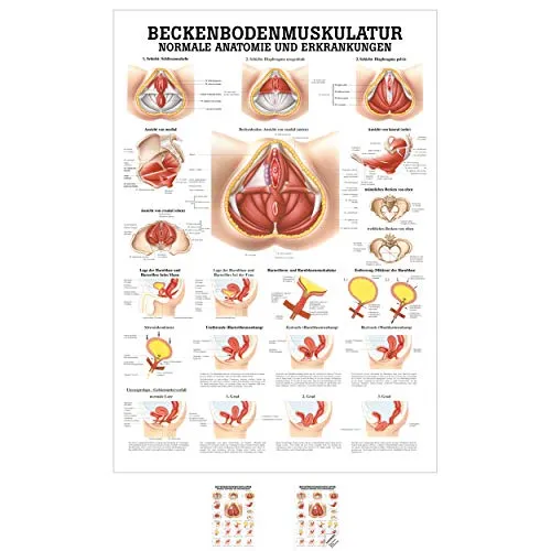 Sport-Tec Beckenbodenmuskulatur Mini-Poster Anatomie 34x24 cm medizinische Lehrmittel
