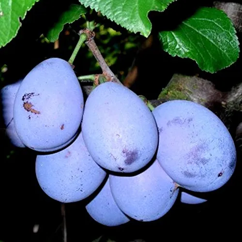 Cacaks Schöne, Zwetschenbaum aus Serbien Pflaume Buschbaum 110-140 cm 10 Liter Topf, St.Julien A